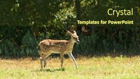  Presentation with pasture - Slide set featuring white-tailed-deer-fawn background and a tawny brown colored foreground