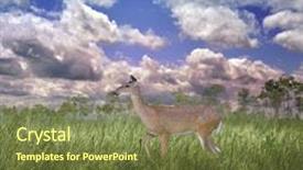  Presentation with animal pets on white - Beautiful presentation theme featuring white-tailed deer backdrop and a  colored foreground