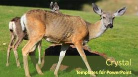  Presentation with deer - 