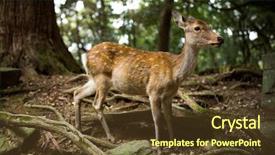  Presentation with deer - Presentation theme enhanced with white-tailed-deer background and a tawny brown colored foreground