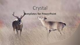  Presentation with deer - Beautiful presentation featuring white-tailed deer backdrop and a light gray colored foreground