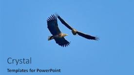 Presentation with eagle flying - Audience pleasing slide deck consisting of white-tailed-eagle-flying-haliaeetus backdrop and a light blue colored foreground