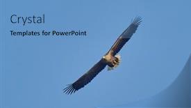  Presentation with eagle flying - Theme consisting of white-tailed-eagle-flying-haliaeetus background and a teal colored foreground
