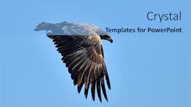  Presentation with eagle flying - Slides having white-tailed eagle flying haliaeetus background and a light blue colored foreground