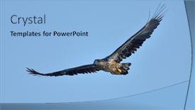  Presentation with eagle flying - Presentation design featuring white-tailed-eagle-haliaeetus-albicilla background and a light blue colored foreground