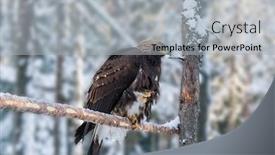  Presentation with environmental - Presentation having white-tailed-eagle-sunny-winter background and a light gray colored foreground