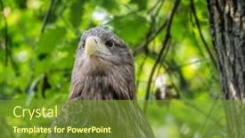  Presentation with eagle - Audience pleasing PPT layouts consisting of white-tailed-sea-eagle-perched backdrop and a tawny brown colored foreground