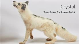  Presentation with fox - Presentation design consisting of white-tamed-fox-isolated background and a light gray colored foreground