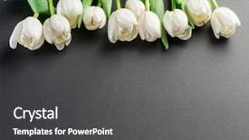  Presentation with tulips - PPT layouts enhanced with white tender tulips on dark background and a  colored foreground