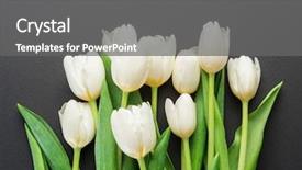  Presentation with tulips - Slide deck enhanced with white tender tulips on dark background and a gray colored foreground