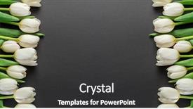  Presentation with dark blue gray - Beautiful slide deck featuring white tender tulips on dark backdrop and a dark gray colored foreground