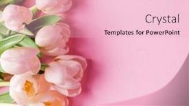  Presentation with tulips - Theme having white-tender-tulips-on-lightpink background and a lemonade colored foreground