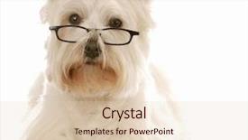  Presentation with west - Colorful presentation theme enhanced with white terrier wearing dark frame backdrop and a lemonade colored foreground