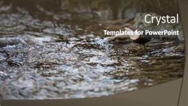  Presentation with bird hunting - PPT theme consisting of white-throated-dipper-cinclus-cinclus background and a tawny brown colored foreground