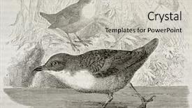  Presentation with paris - Presentation featuring white-throated dipper old illustration background and a light gray colored foreground