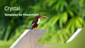  Presentation with white green - Beautiful PPT theme featuring white throated kingfisher bird standing backdrop and a tawny brown colored foreground