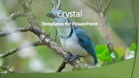  Presentation with costa rica - Slide set having white throated magpie jay calocitta background and a seafoam green colored foreground