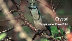  Presentation with tropical forest - Amazing PPT layouts having white throated magpie jay backdrop and a violet colored foreground