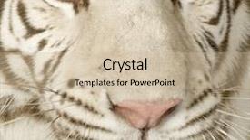  Presentation with tiger - PPT layouts consisting of white tiger 3 years in front of a white background background and a soft green colored foreground