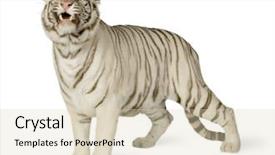  Presentation with tiger - Presentation with white tiger 3 years background and a lemonade colored foreground