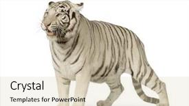  Presentation with tiger - Presentation theme having white tiger 3 years background and a lemonade colored foreground