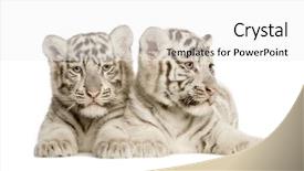  Presentation with tiger - Cool new PPT theme with white tiger cub 2 months backdrop and a white colored foreground