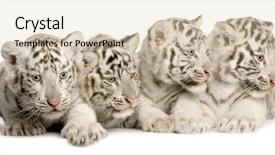  Presentation with tiger - Slides enhanced with white tiger cub 2 months background and a lemonade colored foreground