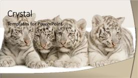  Presentation with tiger - Beautiful slides featuring white tiger cub 2 months backdrop and a soft green colored foreground