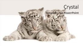  Presentation with tiger - Theme with white tiger cub 2 months background and a soft green colored foreground