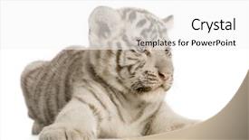  Presentation with tiger - Audience pleasing theme consisting of white tiger cub 2 months backdrop and a white colored foreground