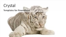  Presentation with tiger - PPT layouts featuring white tiger cub 2 months background and a white colored foreground