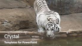  Presentation with drinking water - Amazing PPT theme having white tiger drinking water backdrop and a gray colored foreground