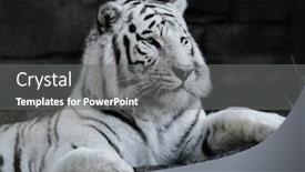  Presentation with tiger - Cool new theme with white tiger resting backdrop and a gray colored foreground