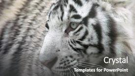  Presentation with school budget tiger - Amazing presentation theme having white tiger backdrop and a dark gray colored foreground