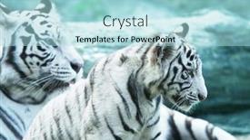  Presentation with tiger - Beautiful slides featuring white tiger backdrop and a light blue colored foreground