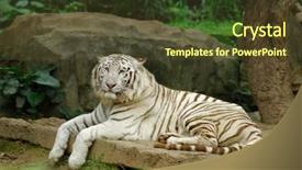  Presentation with tiger in a jungle - Presentation theme having white tiger background and a tawny brown colored foreground
