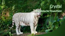  Presentation with tiger - Beautiful presentation theme featuring white tiger backdrop and a tawny brown colored foreground