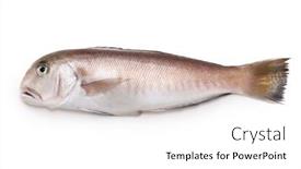  Presentation with luxury - PPT theme with white-tilefish-a-luxury-fish background and a white colored foreground