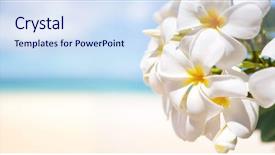  Presentation with tropical - Amazing presentation theme having white tropical flower frangipani backdrop and a sky blue colored foreground