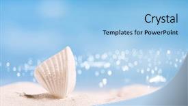  Presentation with florida beach - Theme having flo - white tropical shell on white background and a light blue colored foreground
