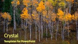  Presentation with fall colors - Amazing slide deck having white trunk bark maple backdrop and a tawny brown colored foreground