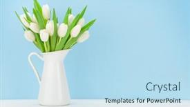  Presentation with blue tulip - PPT theme consisting of white-tulip-flowers-bouquet background and a sky blue colored foreground