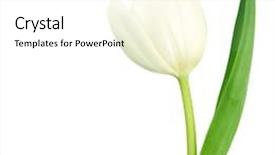  Presentation with tulip - Slides enhanced with white tulip isolated background and a white colored foreground