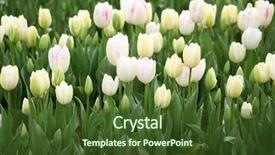  Presentation with tulip - Audience pleasing PPT theme consisting of white tulip backdrop and a tawny brown colored foreground