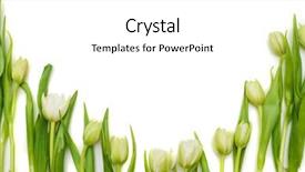  Presentation with shot - PPT theme enhanced with white tulips formed a semicircle background and a white colored foreground