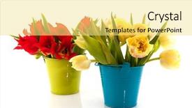  Presentation with lines red and white - Amazing PPT theme having white tulips in little bucket backdrop and a  colored foreground