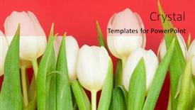  Presentation with tulips - Slide set having white-tulips-on-red background and a red colored foreground