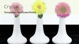  Presentation with dahlia - Colorful slides enhanced with white vases with dahlia flowers backdrop and a blonde colored foreground