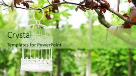  Presentation with birdcage - Amazing theme having white vintage birdcage hanging backdrop and a mint green colored foreground