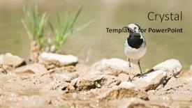  Presentation with stone - Presentation featuring white-wagtail-on-stone background and a mint green colored foreground